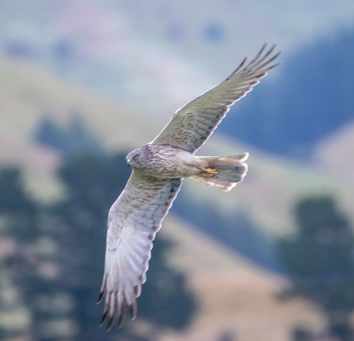 Swamp Harrier - ML626592065