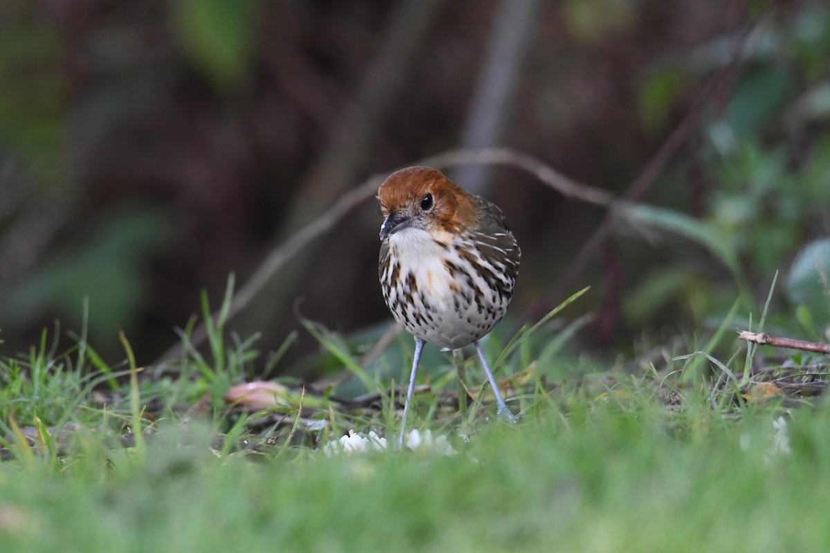 Chestnut-crowned Antpitta - ML626592125