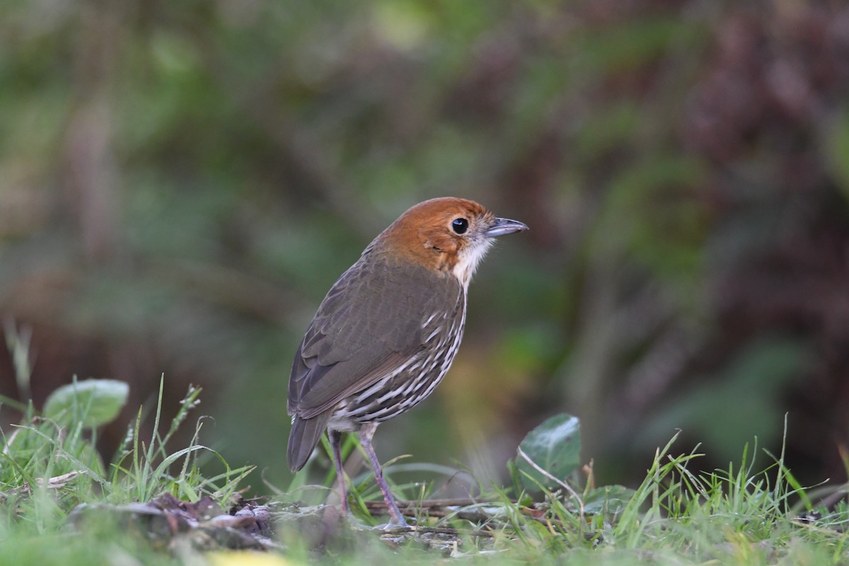 Chestnut-crowned Antpitta - ML626592129