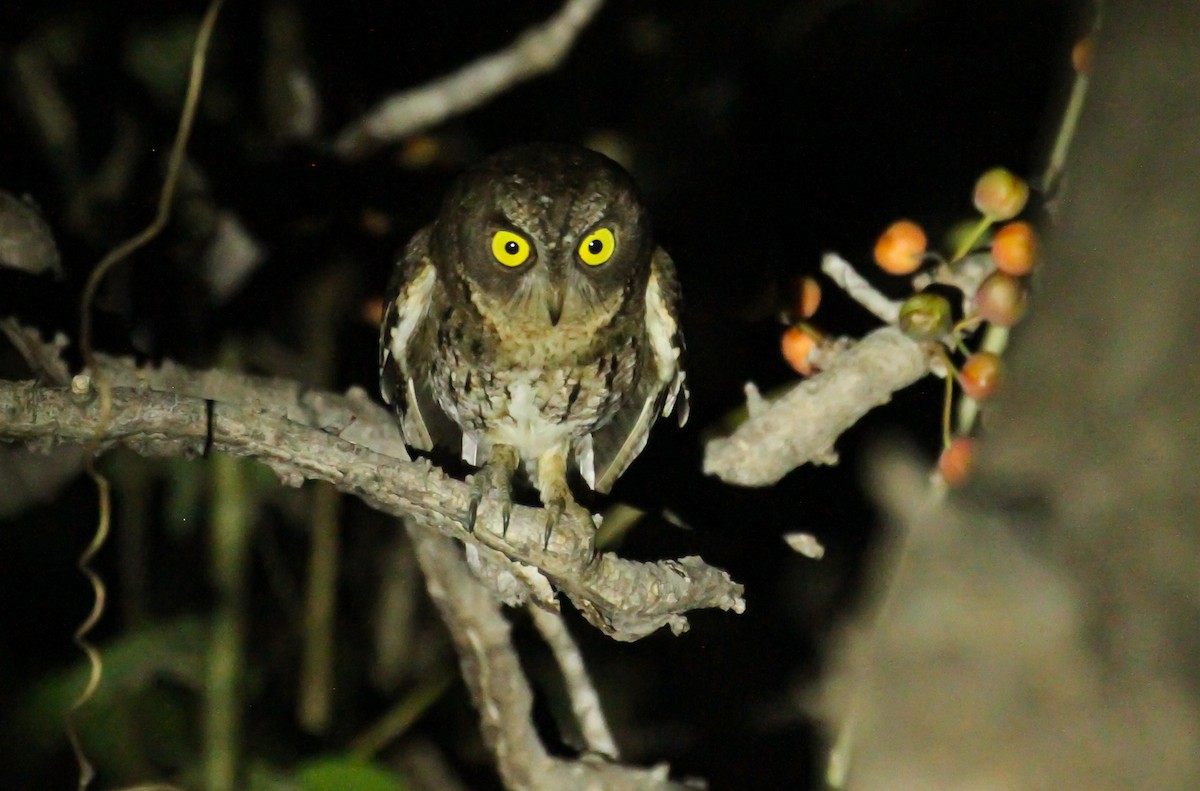 Autillo Moluqueño (tempestatis) - ML626592175