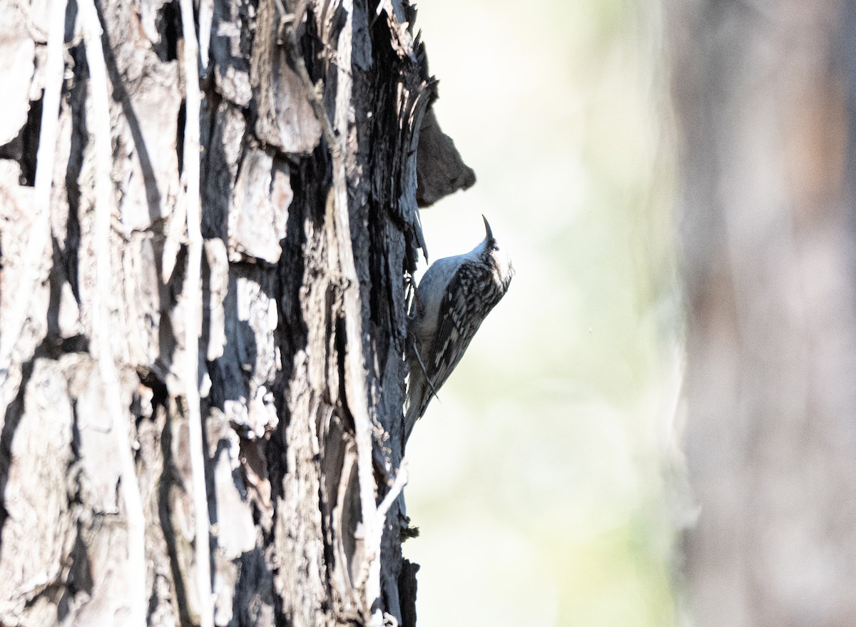 Brown Creeper - ML626592227