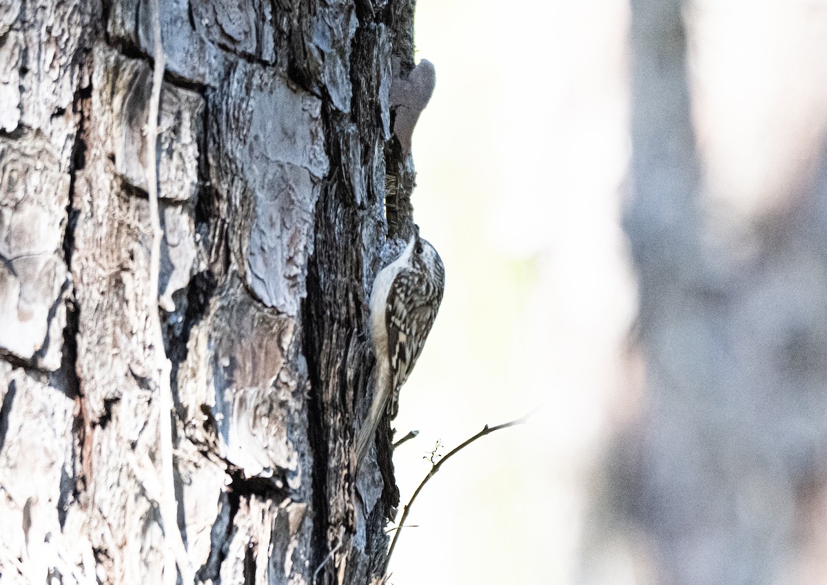 Brown Creeper - ML626592228