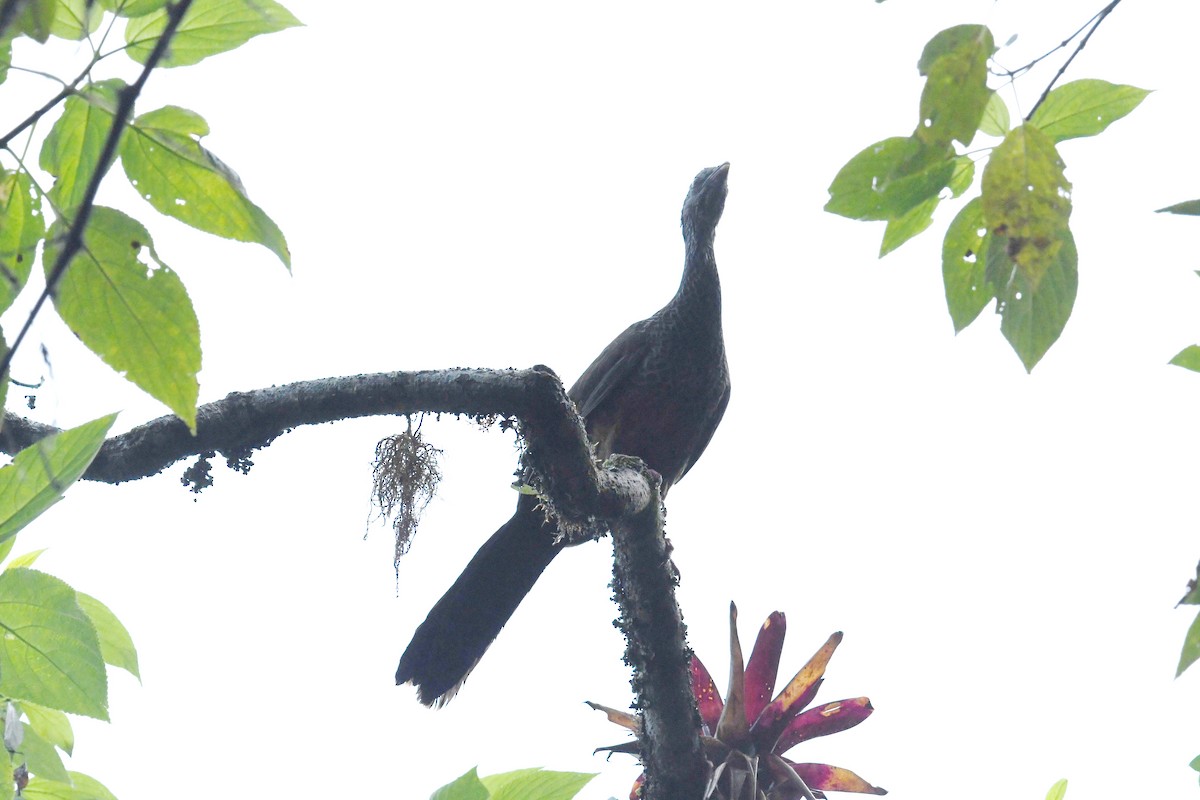 Andean Guan - ML626592254