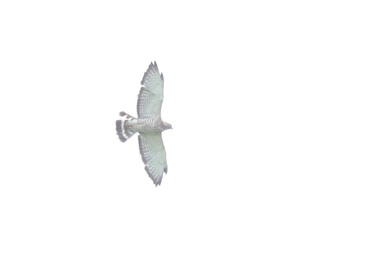 Broad-winged Hawk - ML626592322