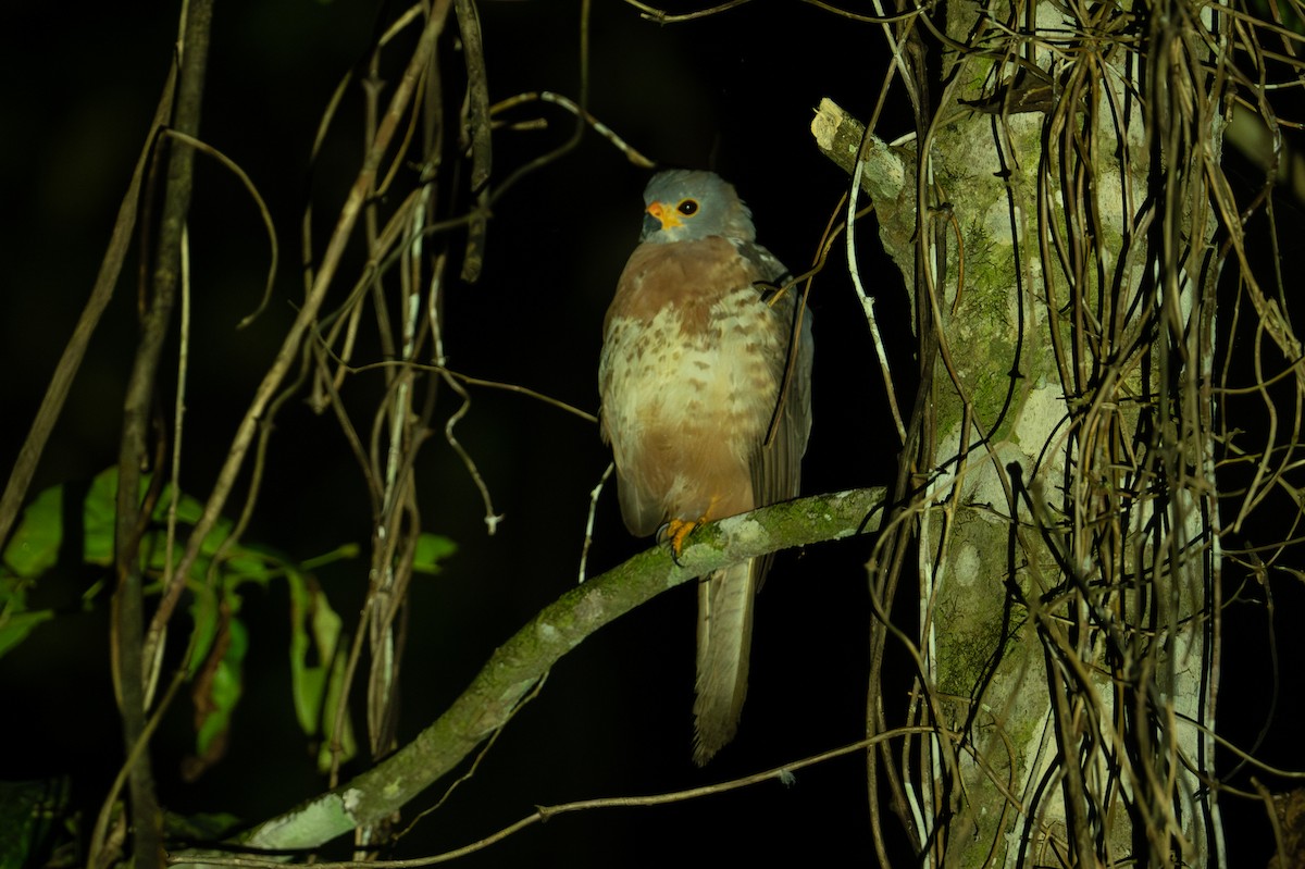 jestřáb rezavobřichý - ML626592326