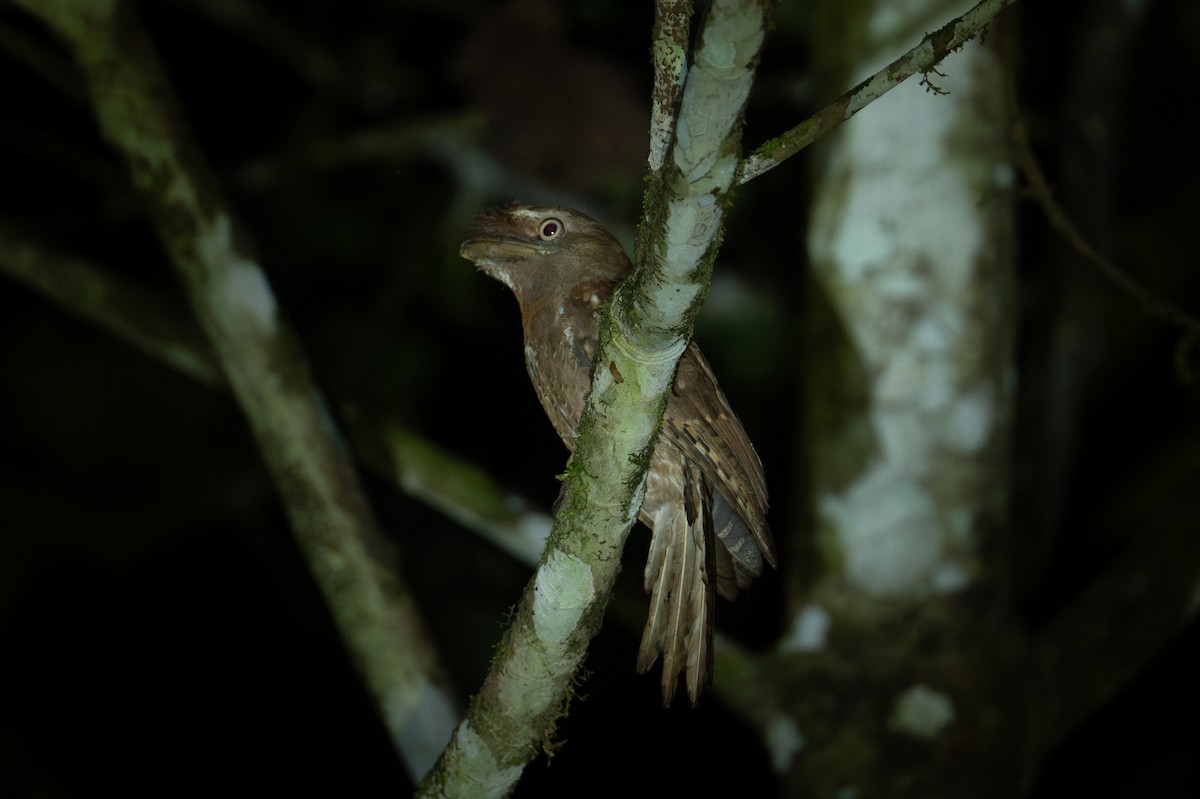 Salomonenschwalm - ML626592332