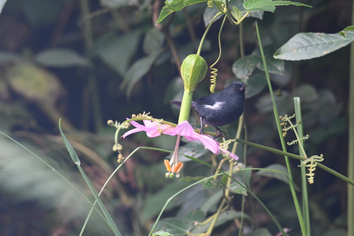 White-sided Flowerpiercer - ML626592399