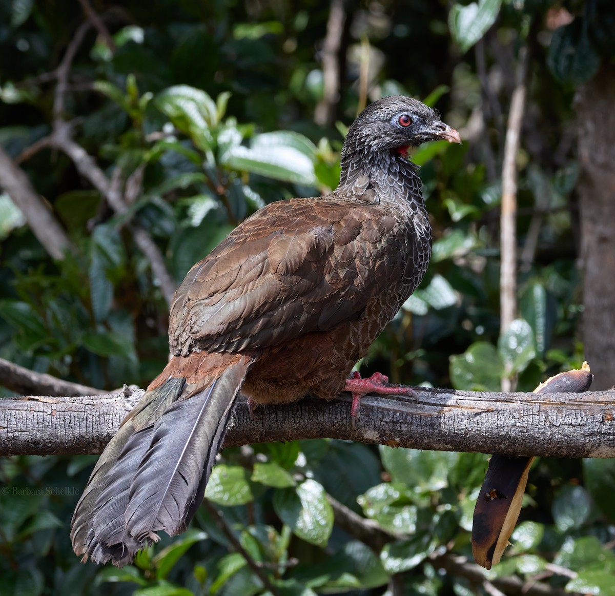 Andean Guan - ML626592414