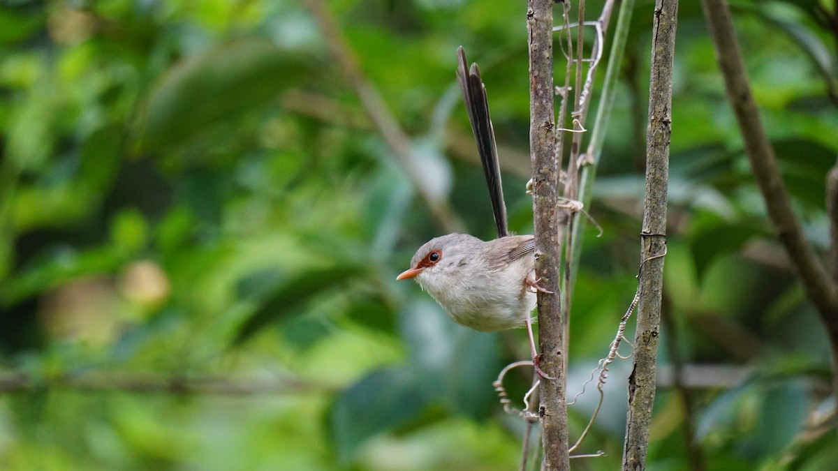 Variegated Fairywren - ML626592475