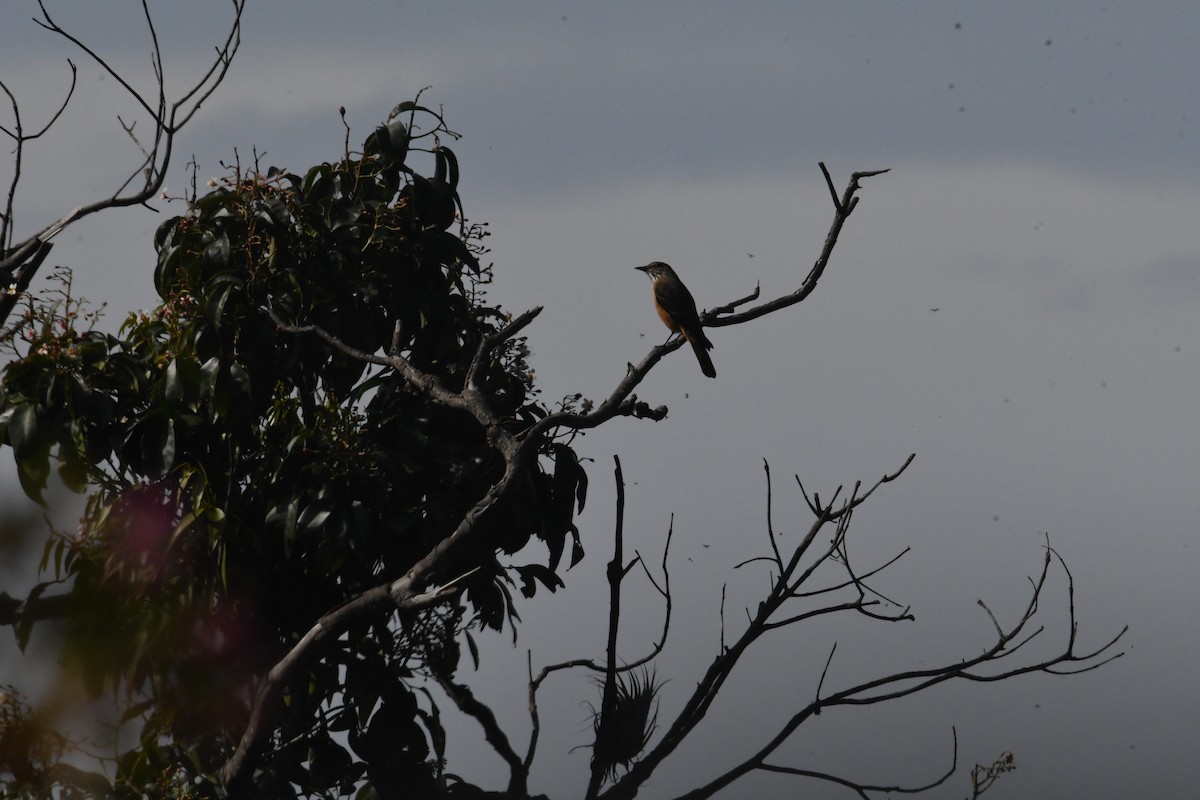 Streak-throated Bush-Tyrant - ML626592485