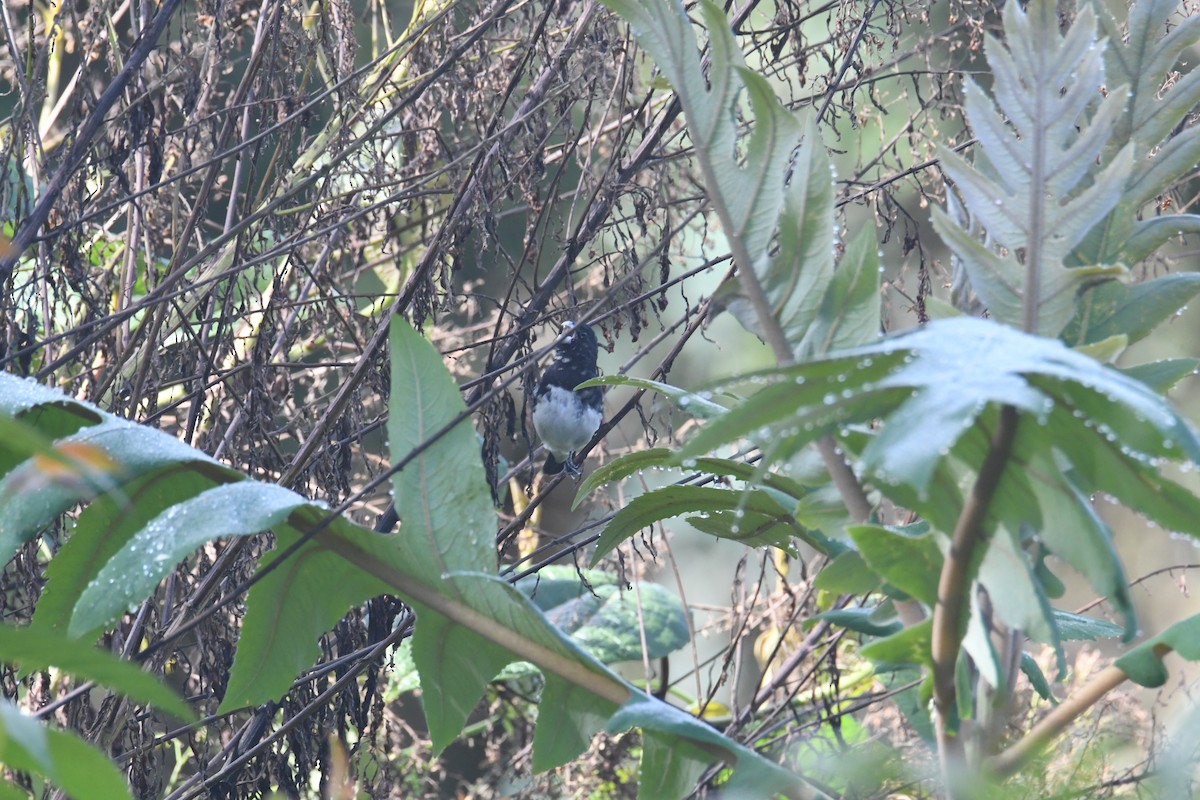 Black-and-white Seedeater - ML626592491