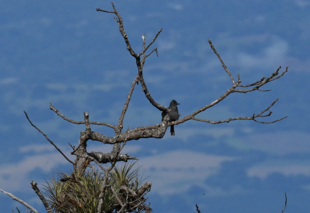 Smoke-colored Pewee - ML626592604