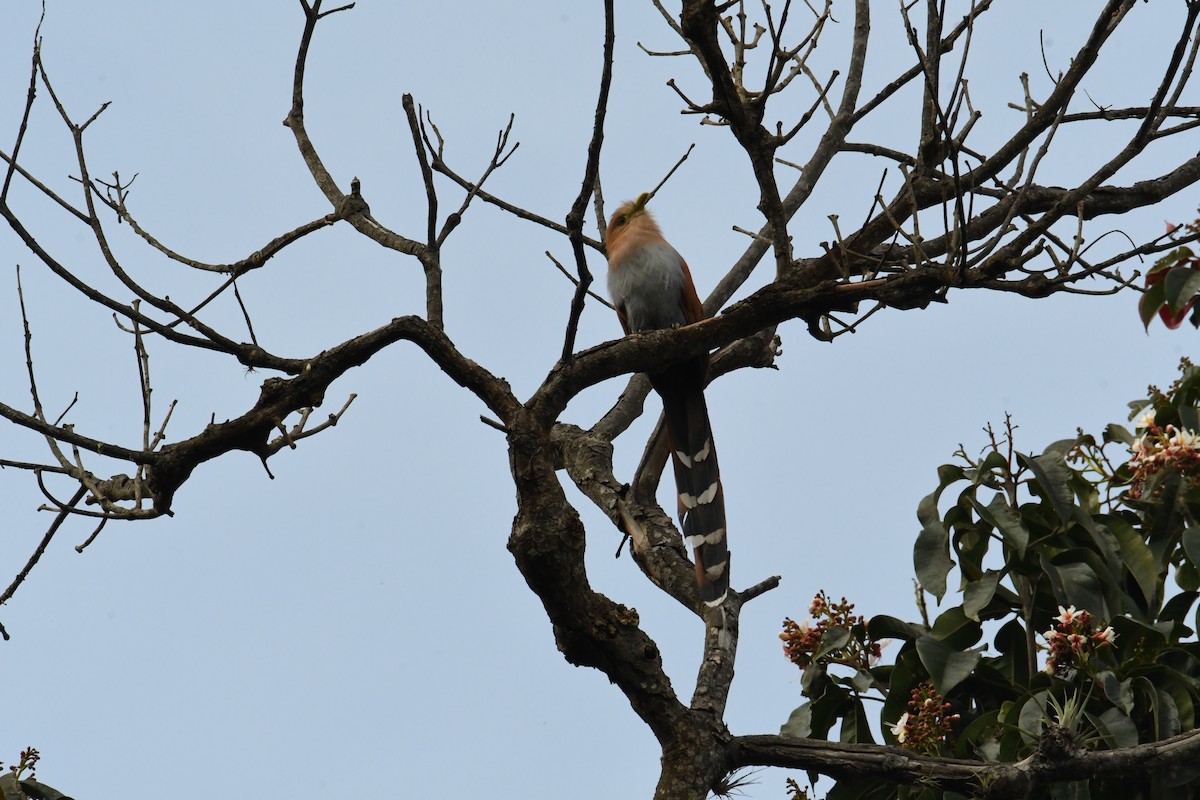 Squirrel Cuckoo - ML626592706