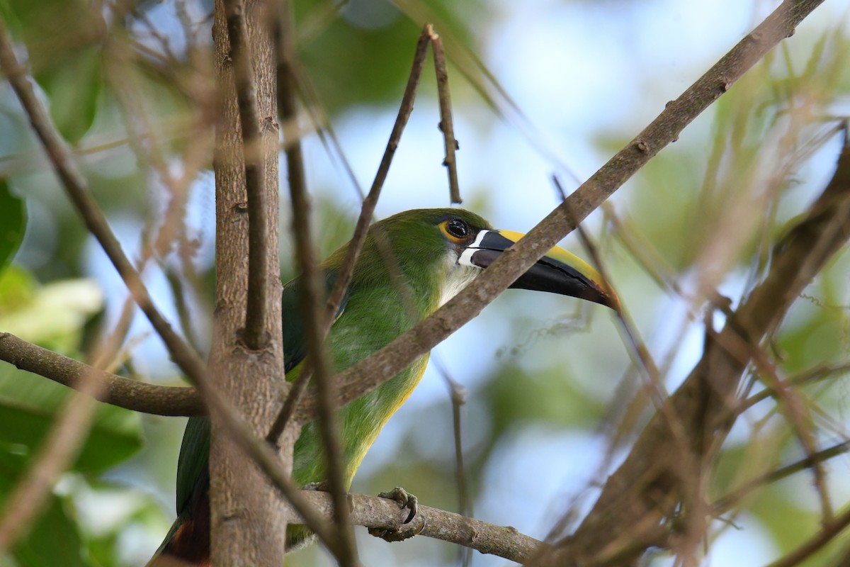 Southern Emerald-Toucanet (Andean) - ML626592711