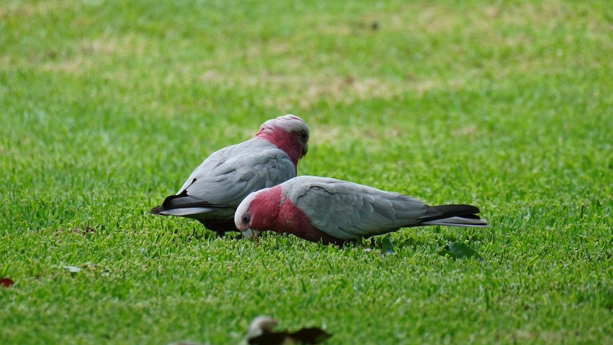 Galah - ML626592712