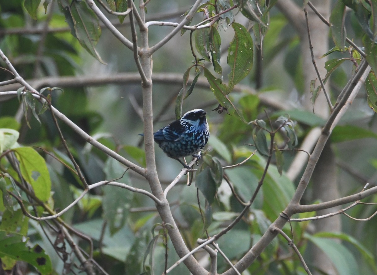 Beryl-spangled Tanager - ML626592729