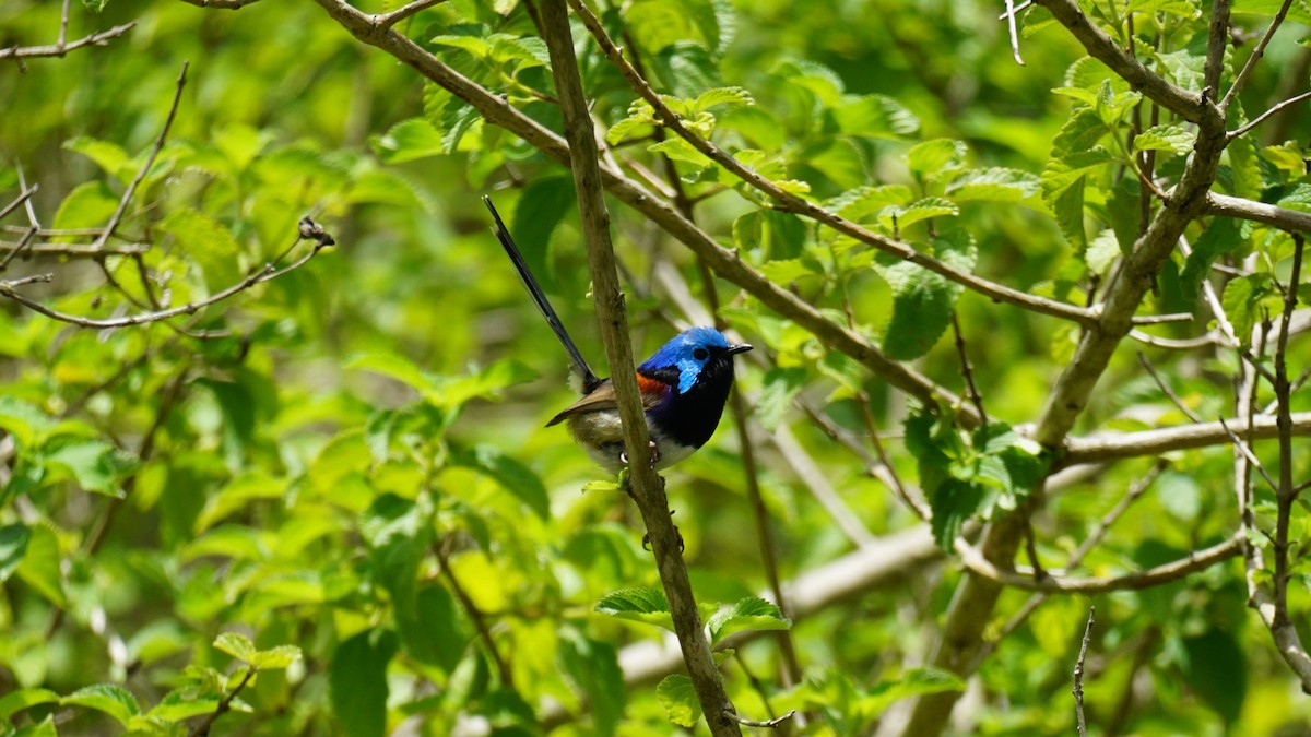 Variegated Fairywren - ML626592783