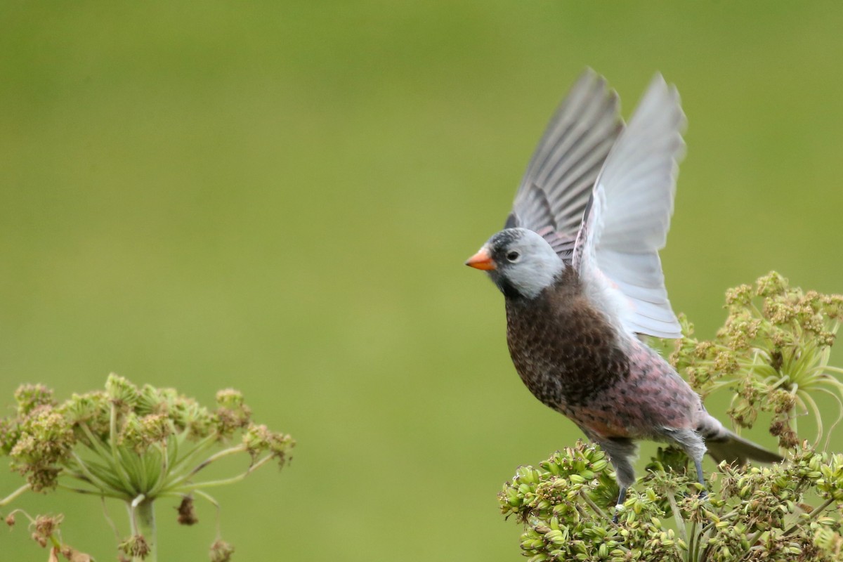 Gray-crowned Rosy-Finch (Pribilof Is.) - ML626592824