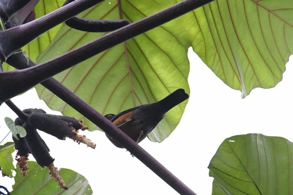 Chestnut-bellied Thrush - ML626592859