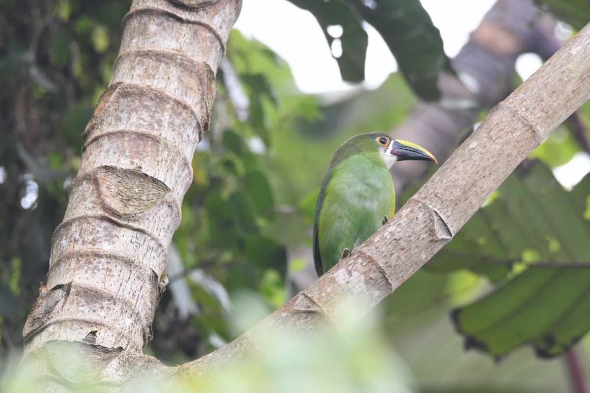 Southern Emerald-Toucanet (Andean) - ML626592870