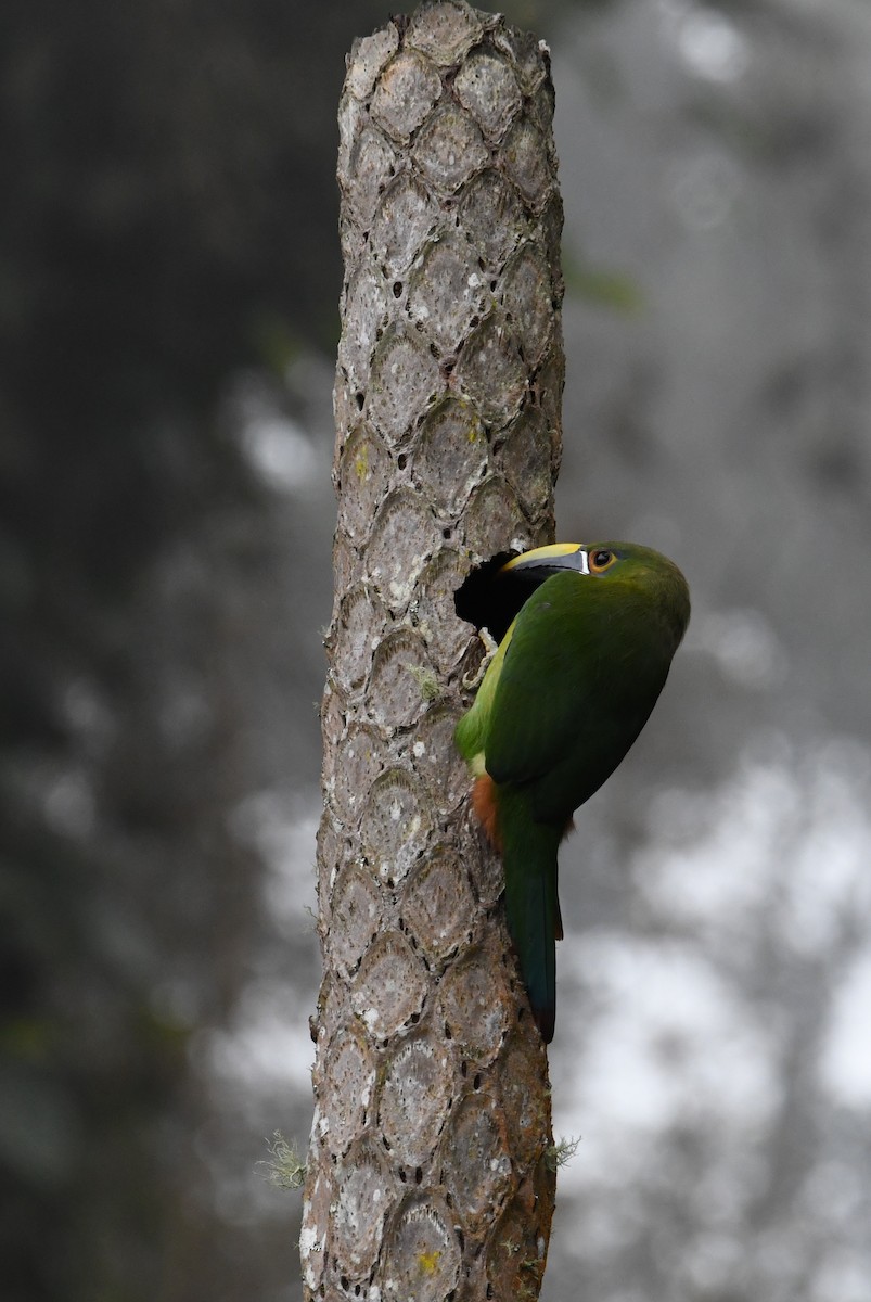 Southern Emerald-Toucanet (Andean) - ML626592875