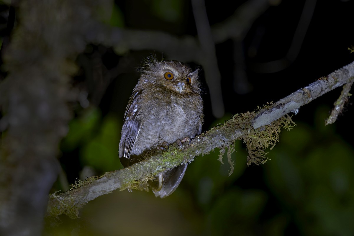 Long-whiskered Owlet - ML626592978