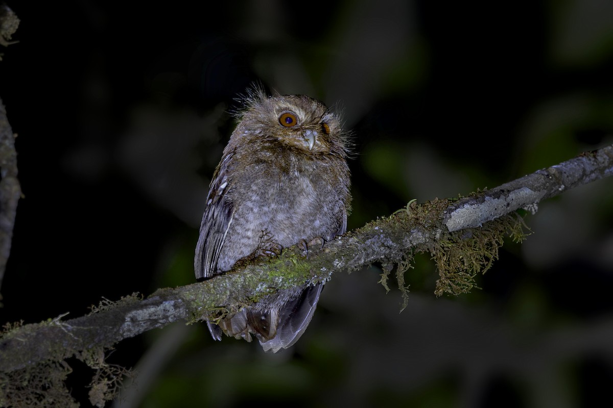 Long-whiskered Owlet - ML626592979