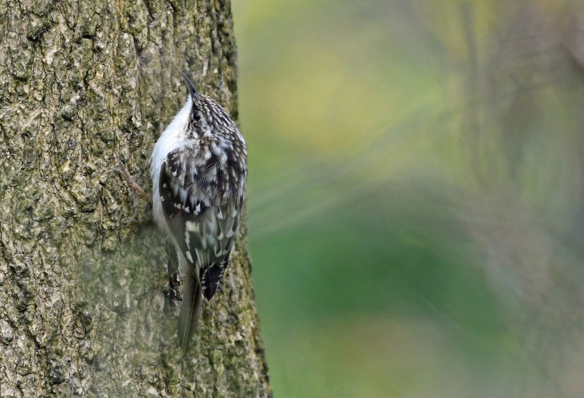 Brown Creeper - ML626593031