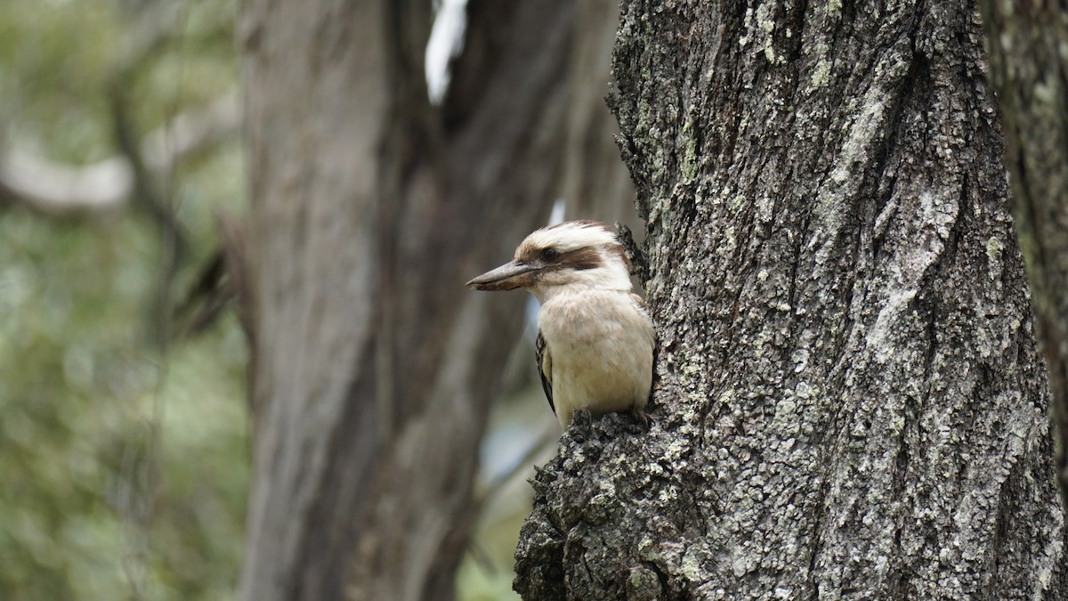 Laughing Kookaburra - ML626593080