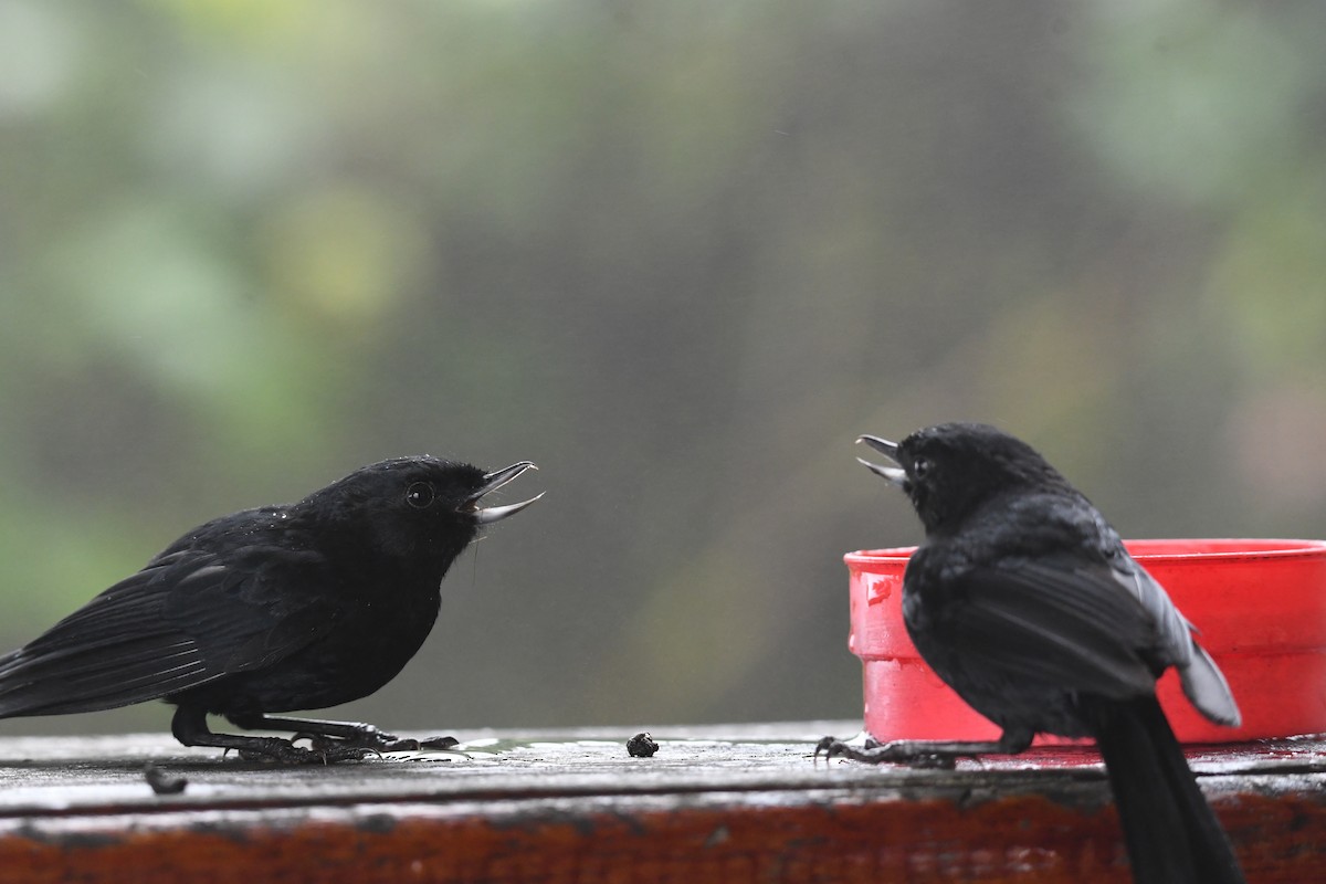 Black Flowerpiercer - ML626593120