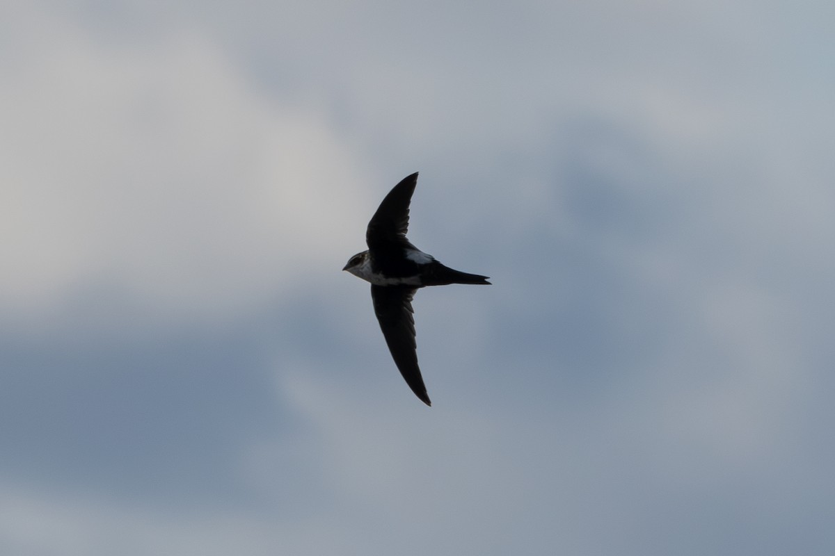White-throated Swift - ML626593151