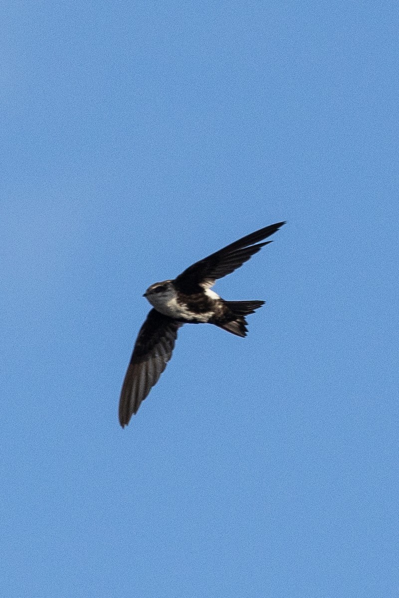 White-throated Swift - ML626593152