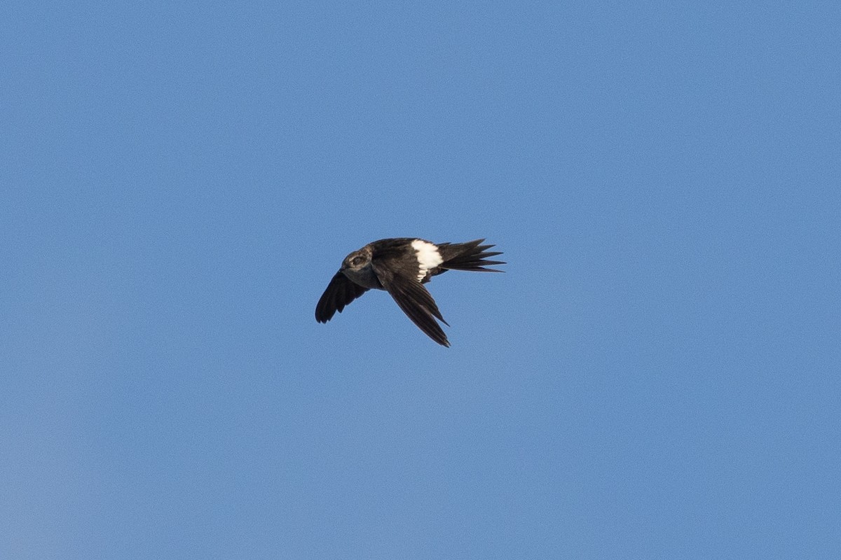 White-throated Swift - ML626593153