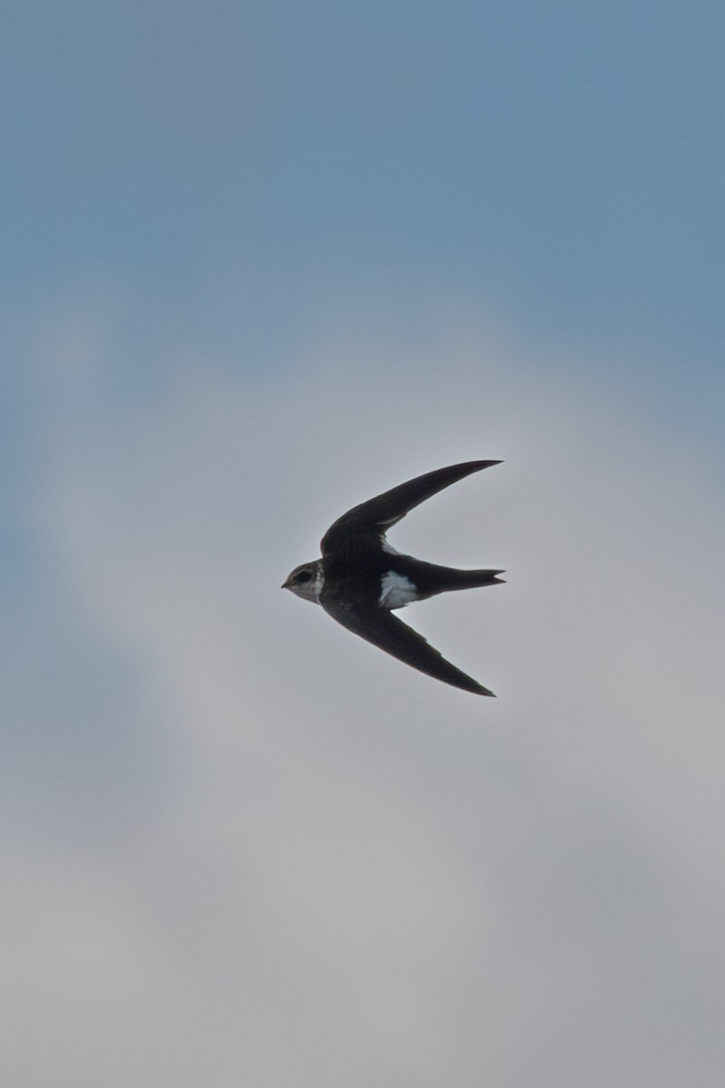 White-throated Swift - ML626593154