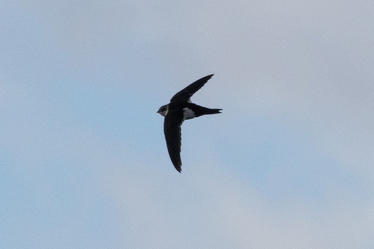 White-throated Swift - ML626593155
