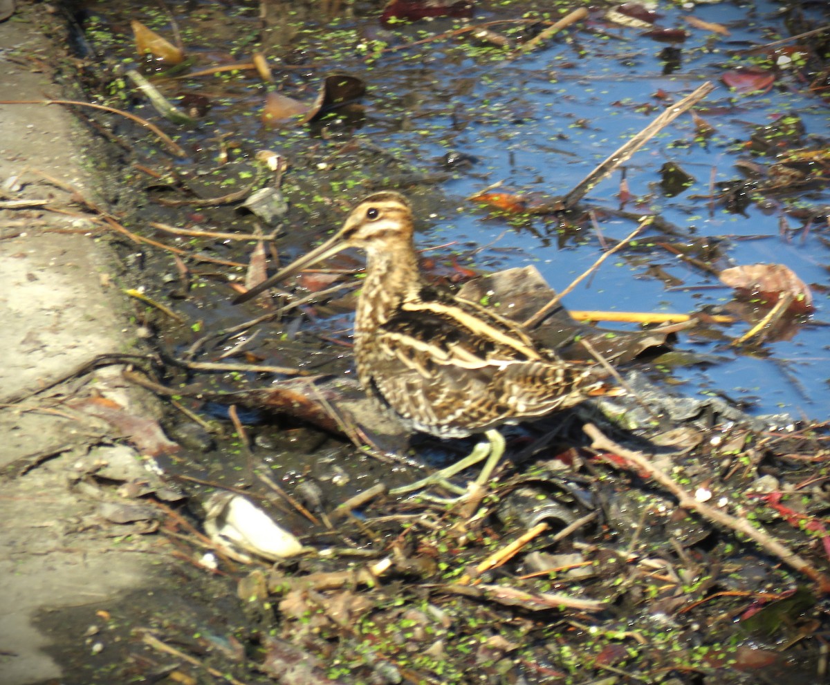 Wilson's Snipe - ML626593179
