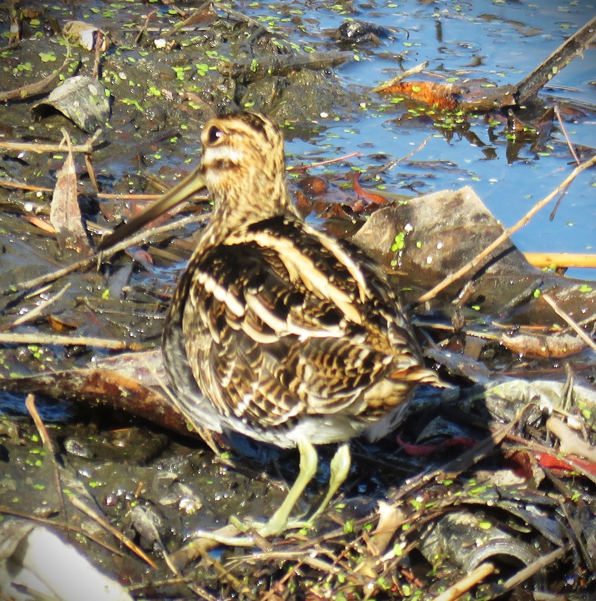 Wilson's Snipe - ML626593193
