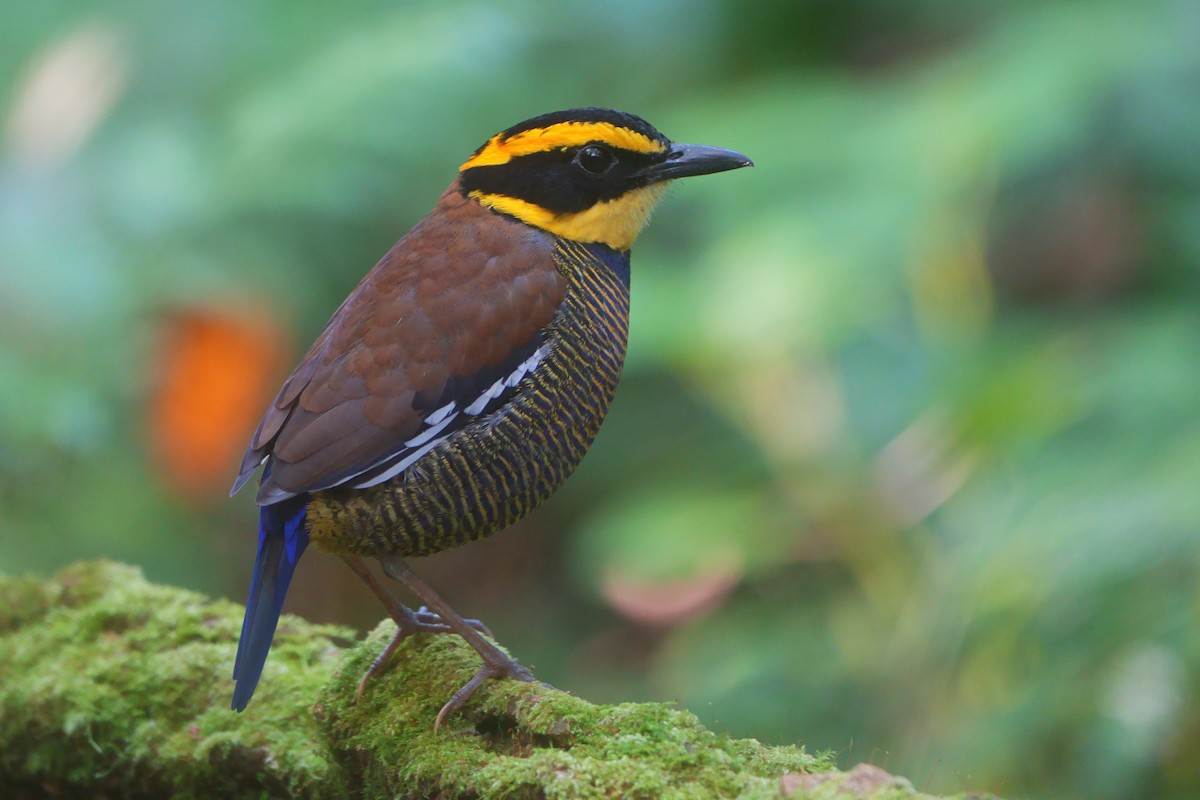 pita páskovaná - ML626593200