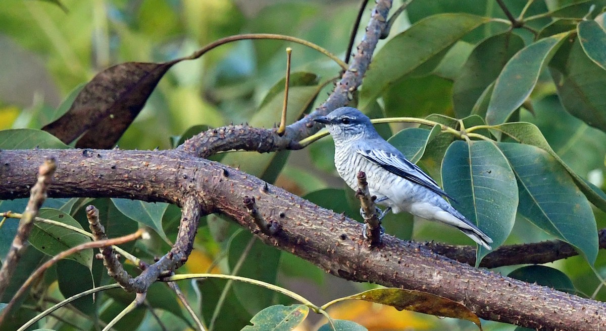 Black-headed Cuckooshrike - ML626593253