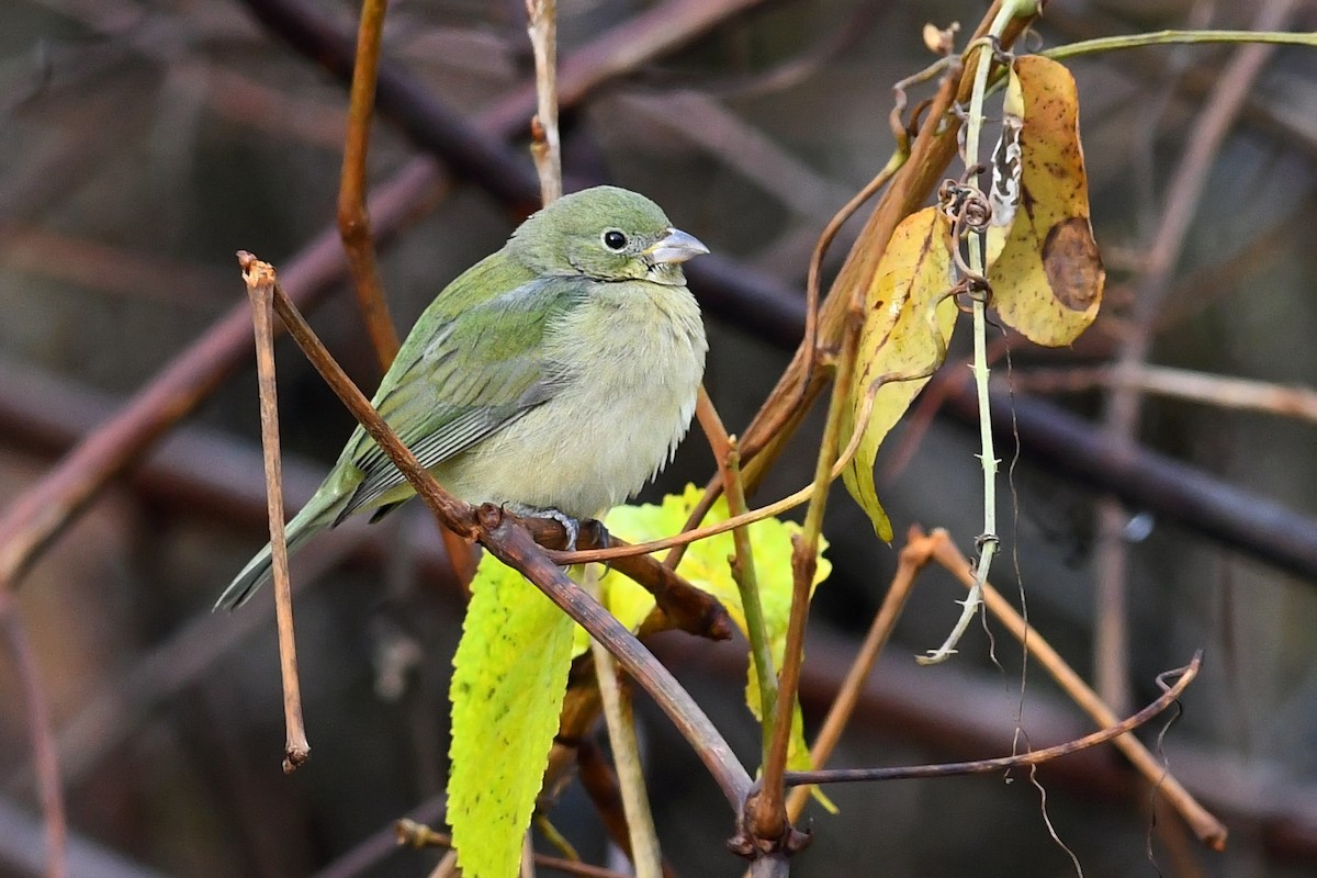 Painted Bunting - ML626593351