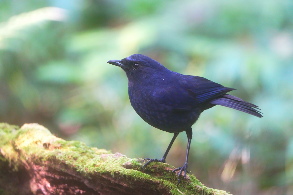 Javan Whistling-Thrush - ML626593376