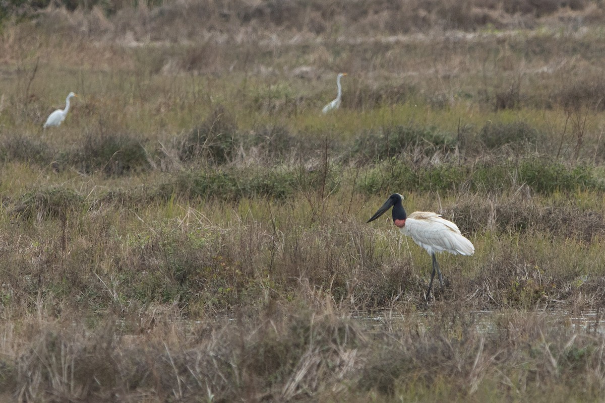 Jabiru - ML626593627