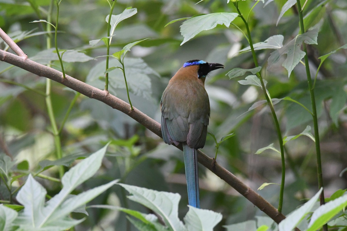 Whooping Motmot - ML626593700