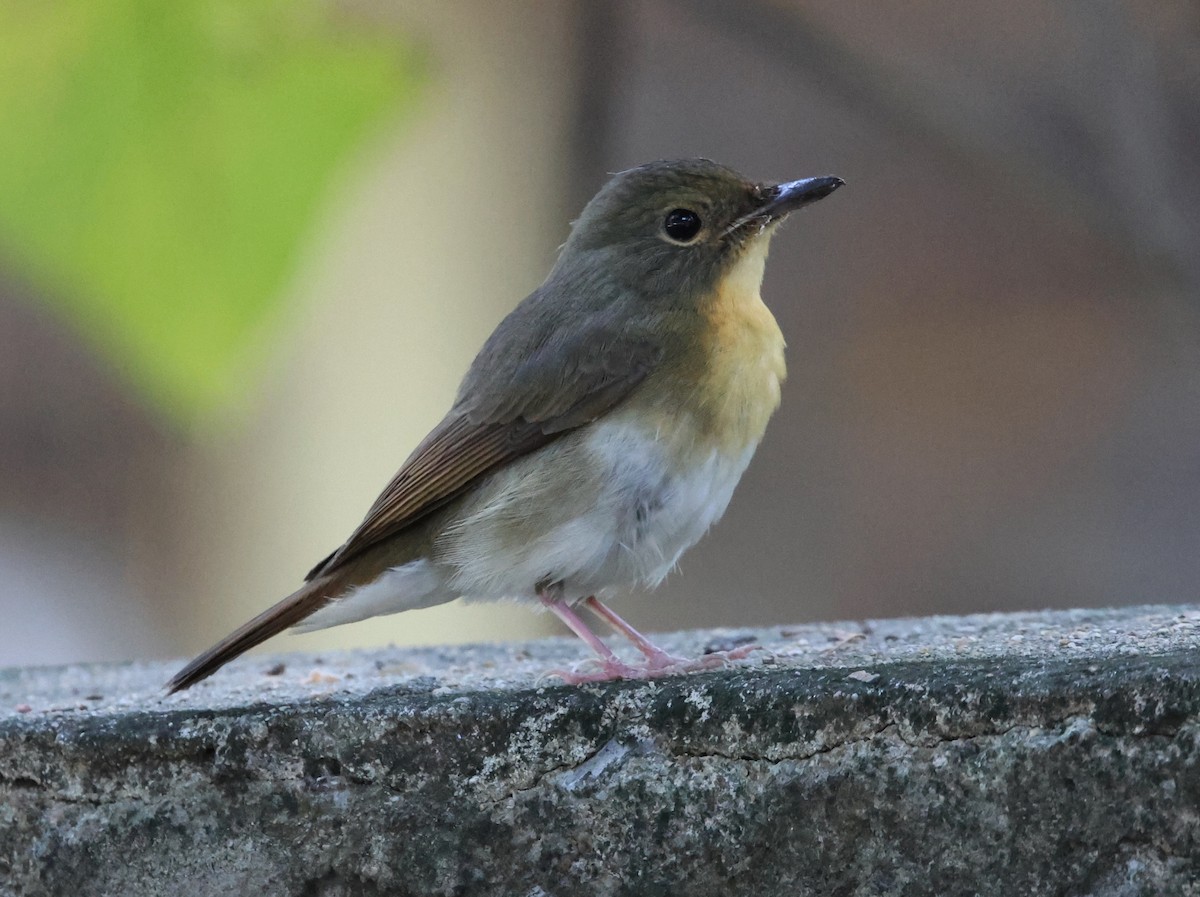 Large Blue Flycatcher - ML626593707