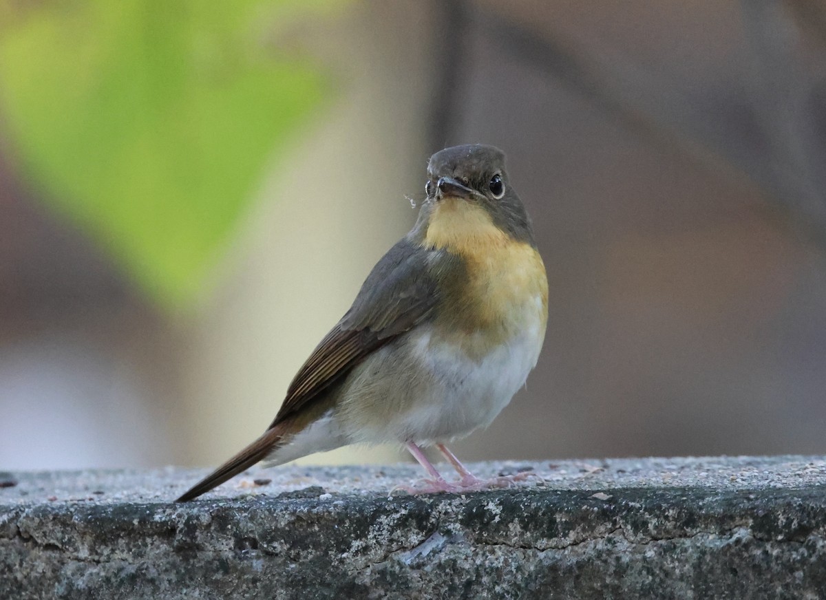 Large Blue Flycatcher - ML626593708