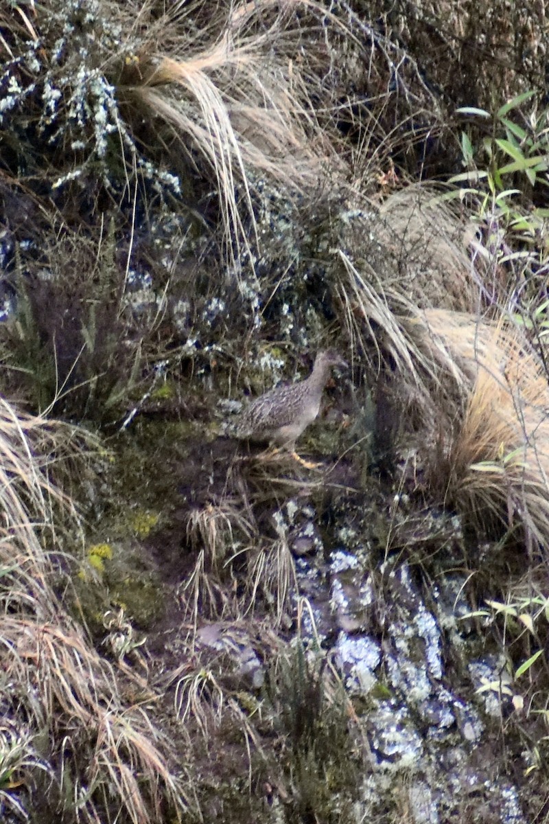 Taczanowski's Tinamou - ML626593722