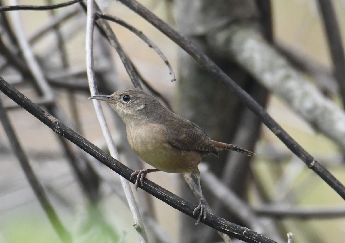 Southern House Wren - ML626593740