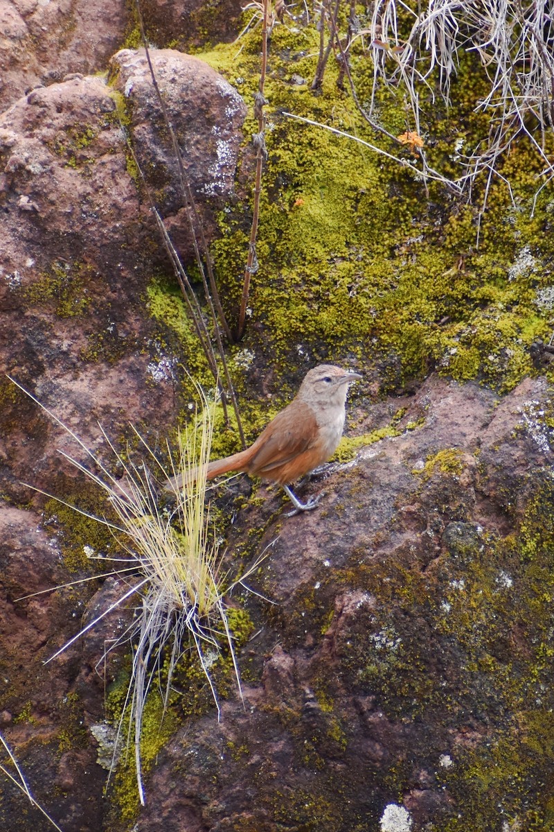 Streak-fronted Thornbird - ML626593775