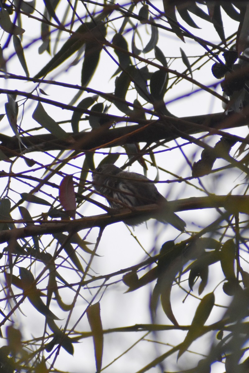 Peruvian Pygmy-Owl - ML626593825