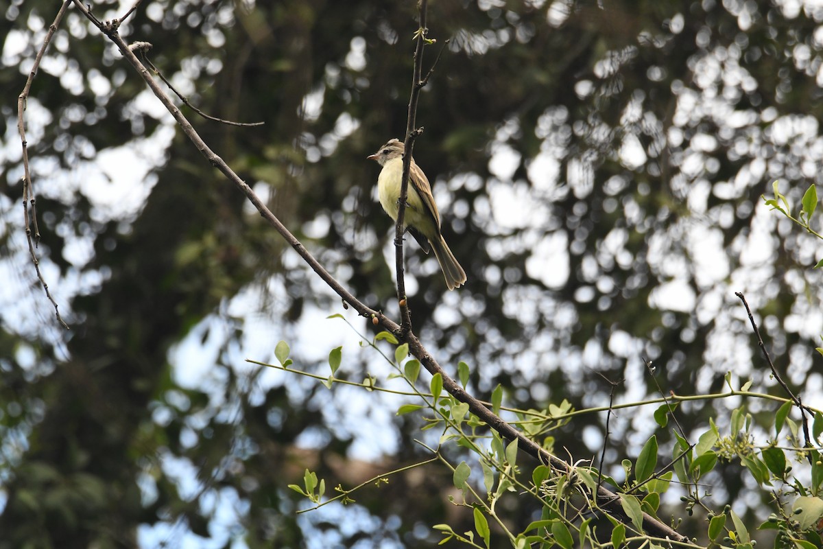 Mouse-colored Tyrannulet (Northern) - ML626593888